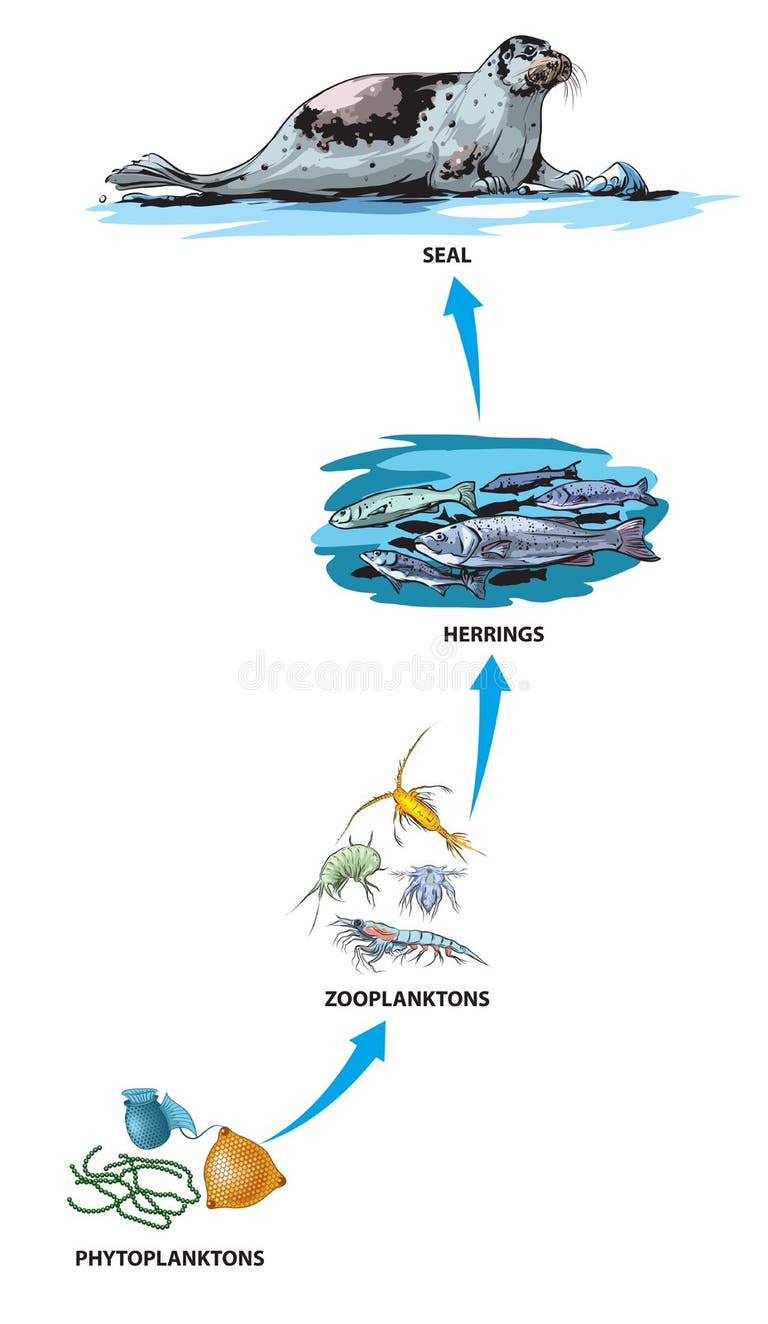 Ocean Food Chain Stock Illustrations – 644 Ocean Food Chain Stock ... Biology Diagrams