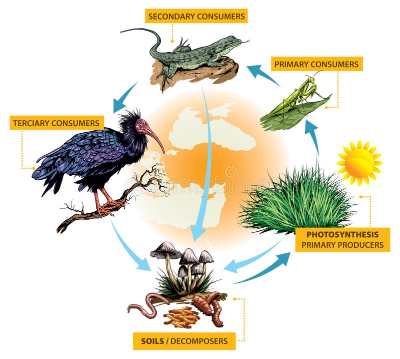 Desert Ecosystem Food Web