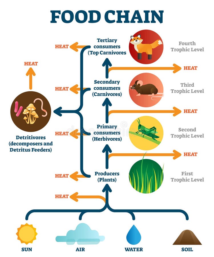 Animal Food Cycle Diagram Stock Illustrations – 50 Animal Food