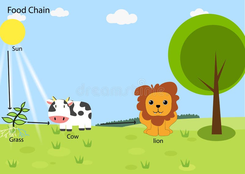 Food Chain Lion Stock Illustrations โ 99 Food Chain Lion Stock ... Biology Diagrams