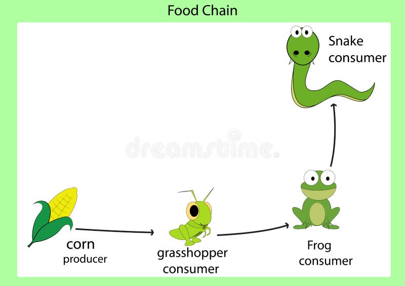 Food chain stock illustration Image of corn gresshopper Biology Diagrams