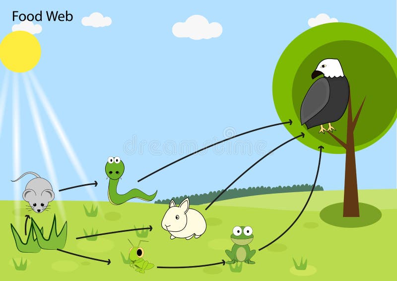 Food chain stock vector. Illustration of snake, green Biology Diagrams