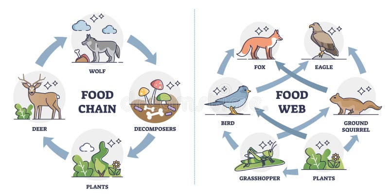Food Chain Vs Food Web As Ecosystem Feeding Classification Outline Diagram  Stock Vector - Illustration of vector, eating: 231378169