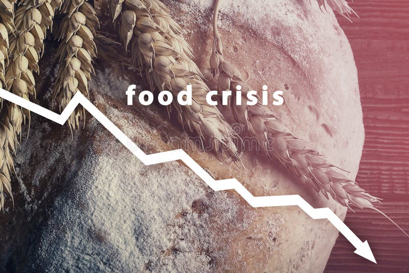 Food crisis. Failed grain harvest. The shortage of bread. Russia`s aggressive war in Ukraine. The stolen harvest. The global