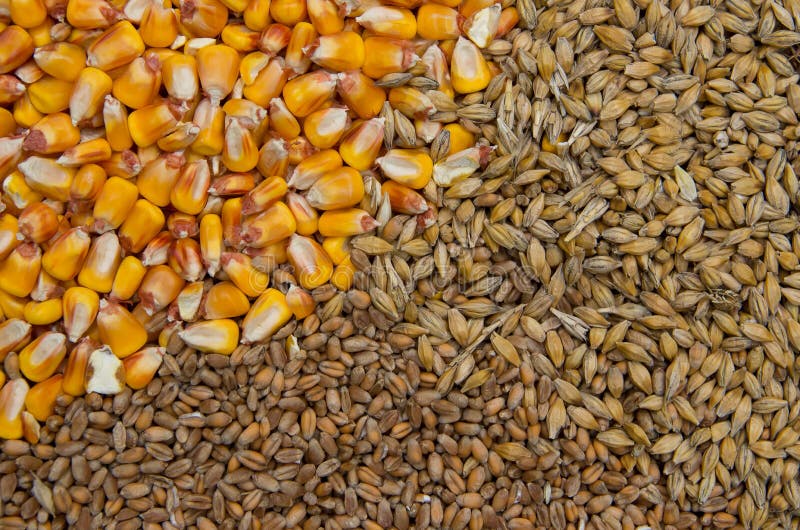 Food Grains Maize, Wheat and Barley Stock Photo Image of collection