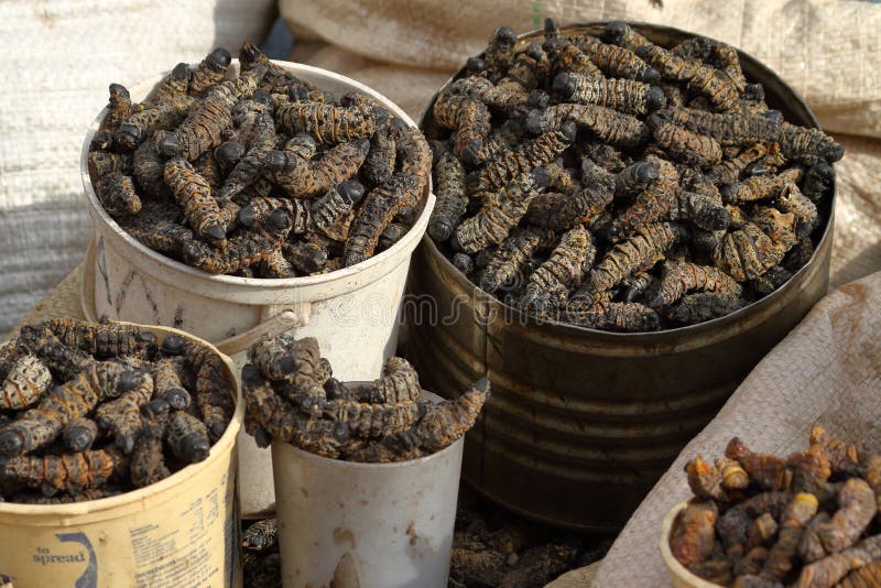 Food mopane worms eat insects