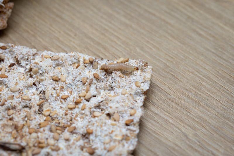 Food Moth Caterpillar on Crispbread Stock Photo Image of dairy
