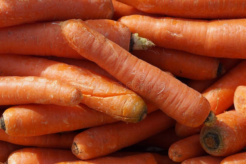 Food. Organic Orange Carrots Stock Photo - Image of nature, street