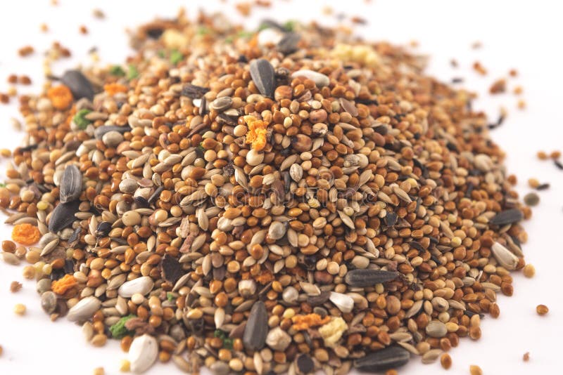 Food for small parrots stock photo. Image of crystallite 20472544