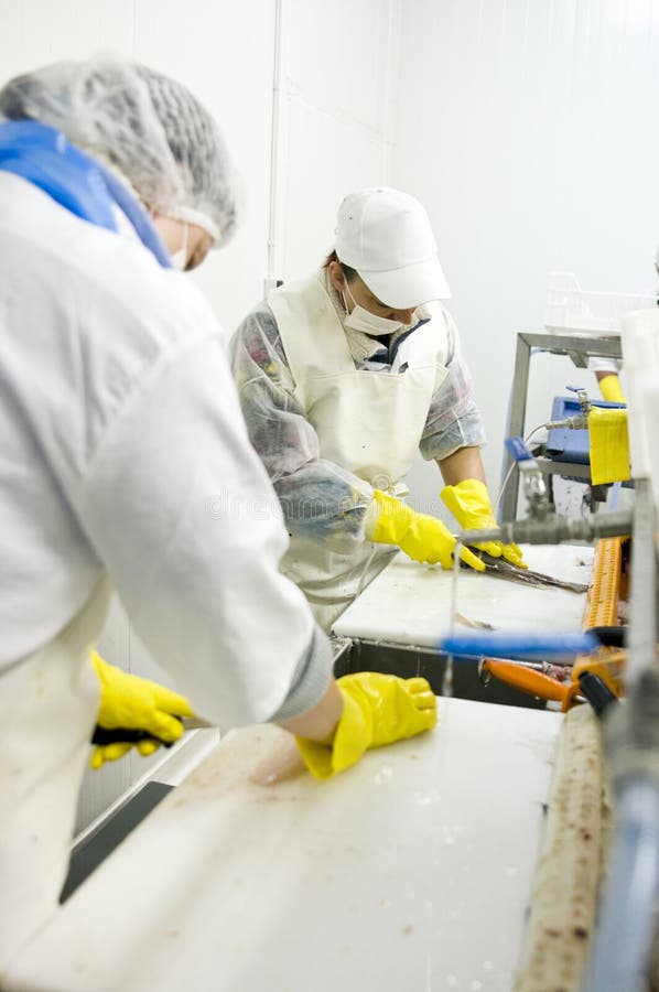 Food processing line stock photo. Image of process, work 11401360