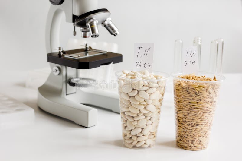 Food Quality Control in Laboratory No One Stock Image Image of