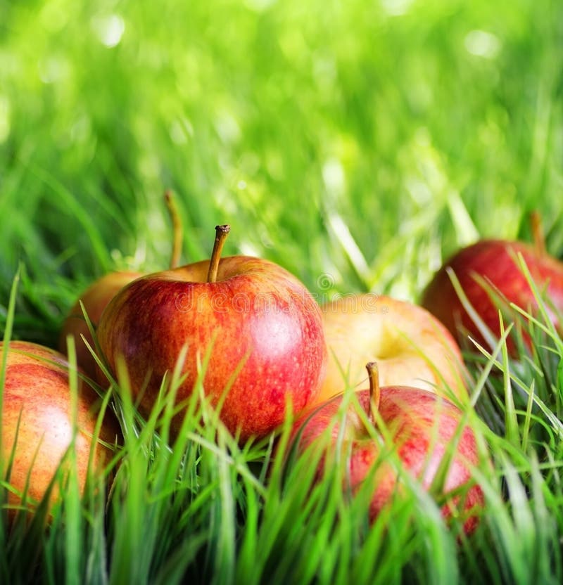 Red apples on green grass