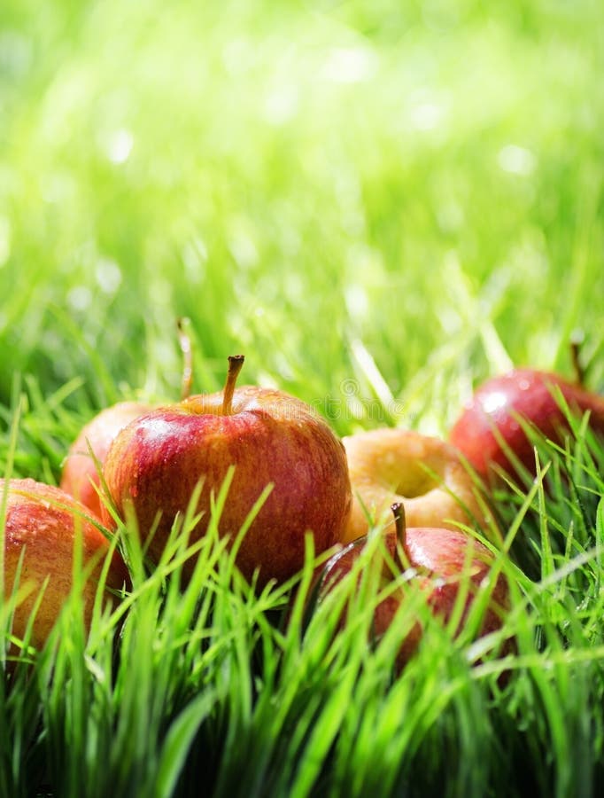 Red apples on green grass