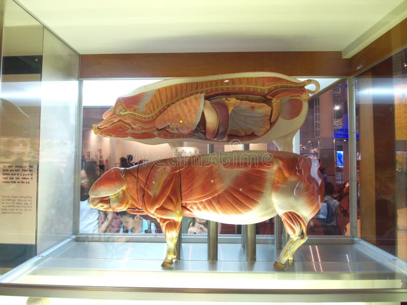 Food Science in Hong Kong Science Museum Editorial Stock Photo Image