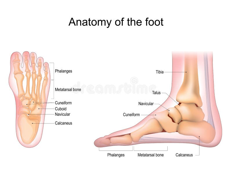 Foot anatomy. Human foot with the name and description of all bones and sites