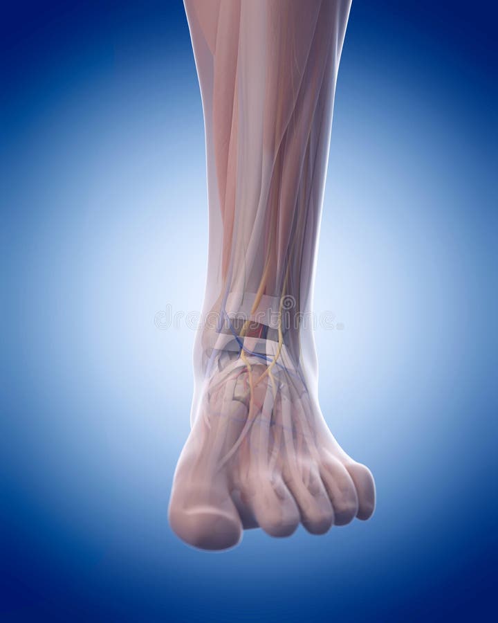 The foot anatomy stock illustration. Illustration of artery - 58448751