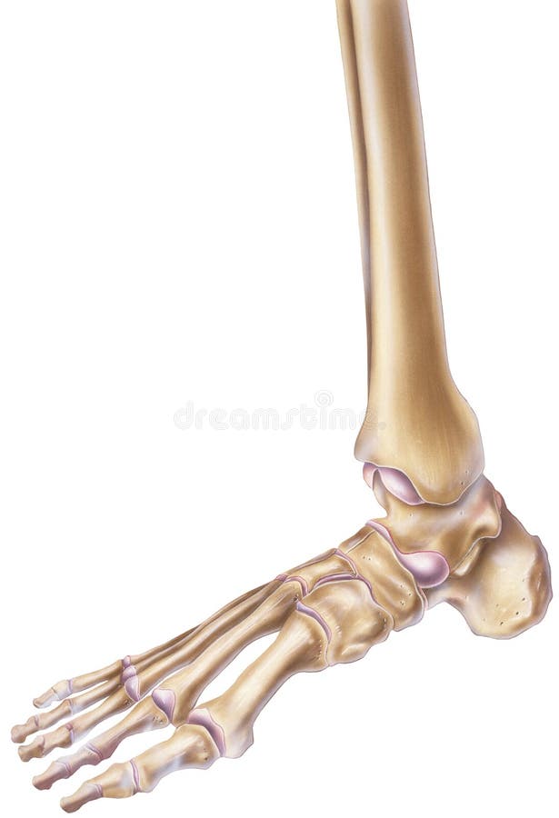 Foot and Ankle Bones & Joints Stock Illustration Illustration of