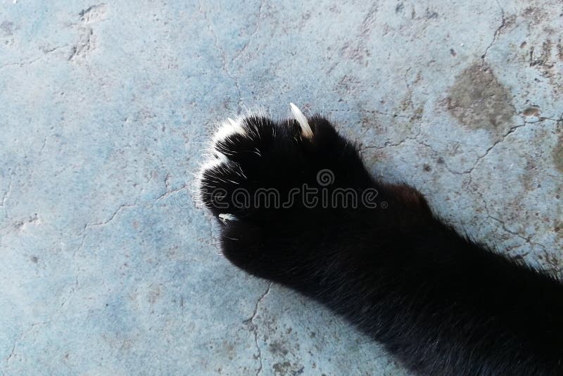 Black Cat Paw With Sharp Claws On A White Background Stock Image