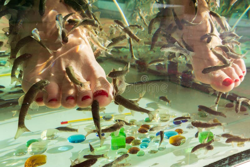 Doctor Fish (Garra Rufa) Close-up Stock Photo - Image of animal, rufa:  49349612