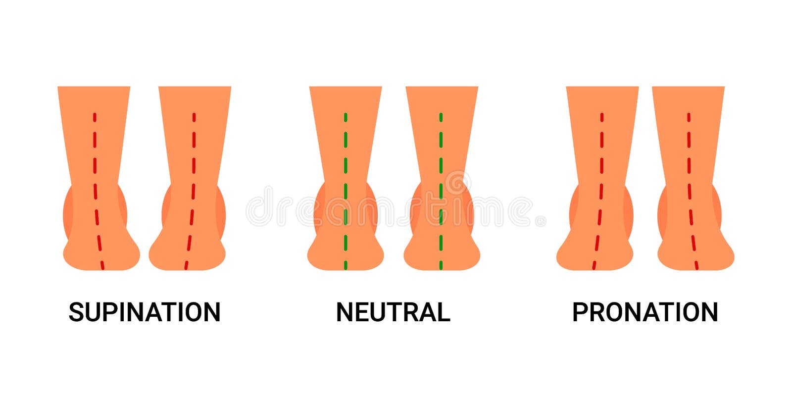 Supination Stock Illustrations – 121 Supination Stock