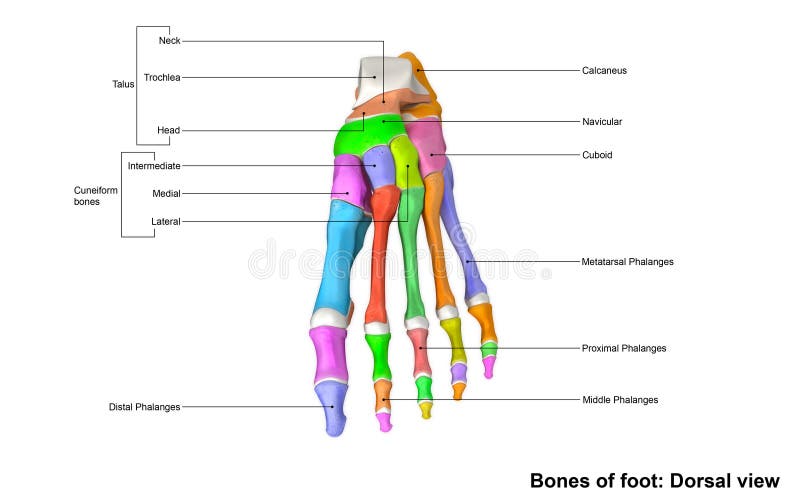 Anatomy Of Dorsal Foot