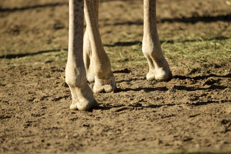 Foot giraffe stock image. Image of nature, legs, animals 4595233
