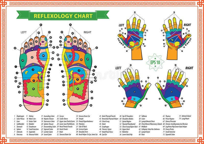 Reflexology Chart Stomach