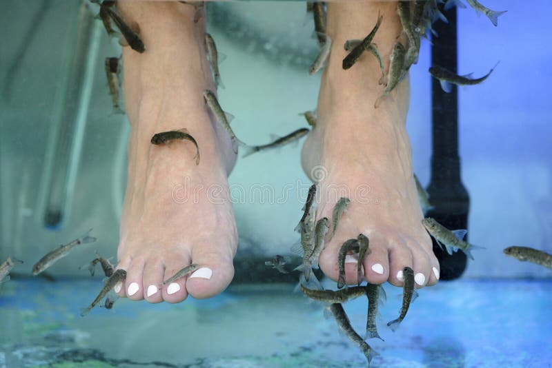 Foot Massage with Fish in Aquarium Closeup Stock Photo Image of foot