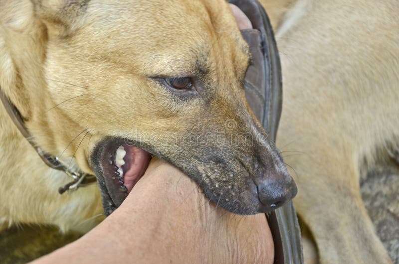 Can Dogs Get Foot And Mouth