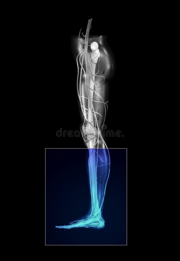 Foot MRI royalty free illustration