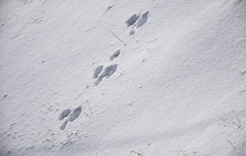 Кроличьи следы на снегу. Следы кролика на снегу фото. Следы кролика на снегу рисунок. Следы на снегу фото от кролика.