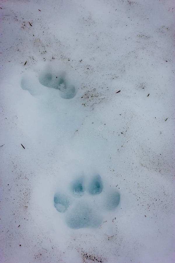 Dogs Foot Prints in the Snow Stock Photo Image of landscape, wolf