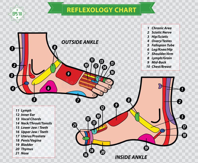Permanent to uger Borgerskab Reflexology Foot Chart Stock Illustrations – 66 Reflexology Foot Chart  Stock Illustrations, Vectors & Clipart - Dreamstime