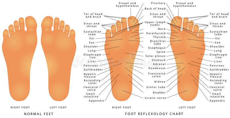 Foot Reflexology Chart Female