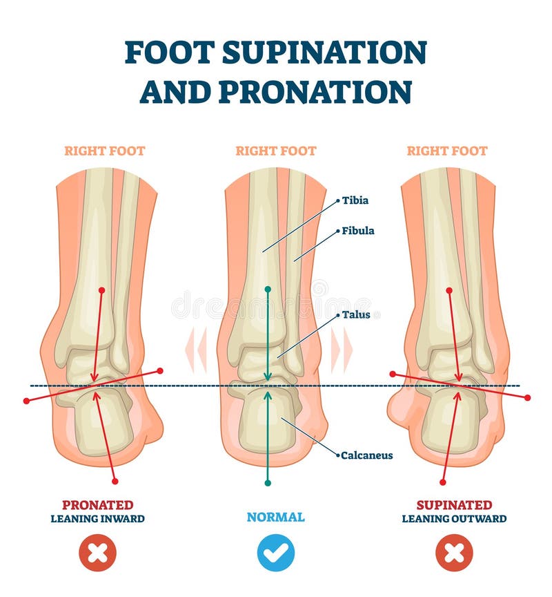 Supination Stock Illustrations – 121 Supination Stock