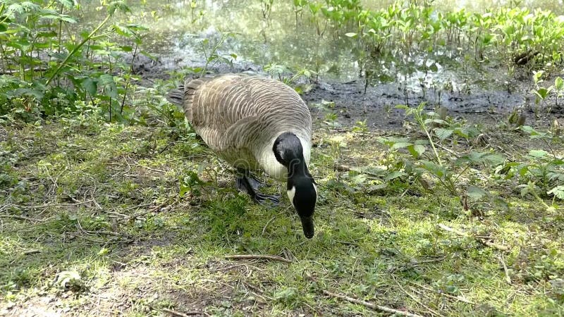 Canada Goose grazing on Grass