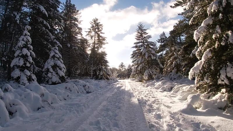 Footage of snowy mountain road pine tree in the woods moving toward sunset stock video