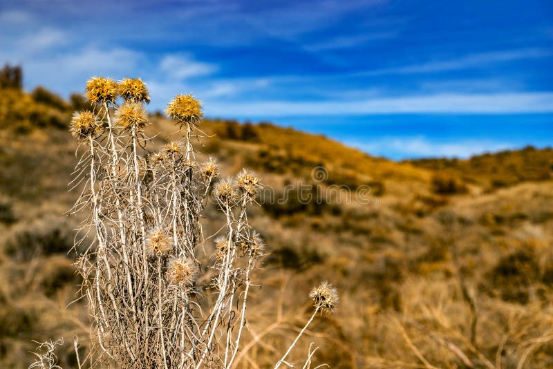 Foothill Shrubs of Idaho stock image. Image of marker 156474643
