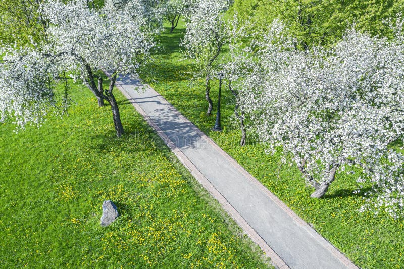 Drone sobre árvores frutíferas em flor