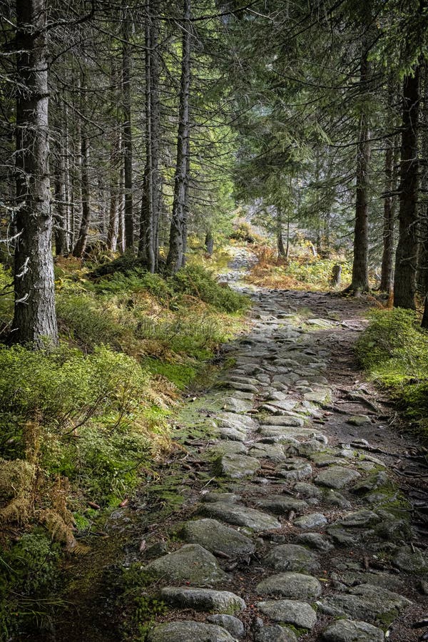 Pěšina v jehličnatých lesích, Koprová dolina, Vysoké Tatry, Slovensko