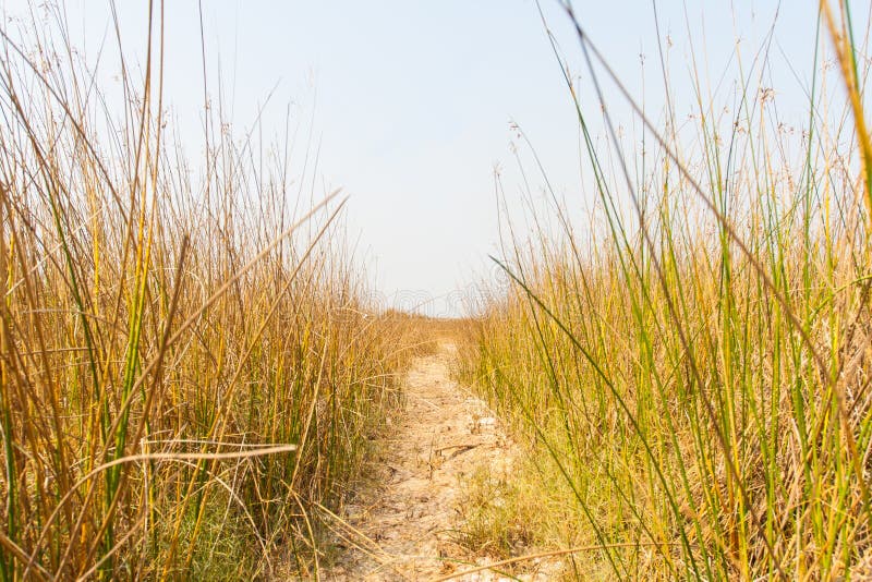 Footpath in Dry Grass Field Stock Photo Image of forest, outdoors