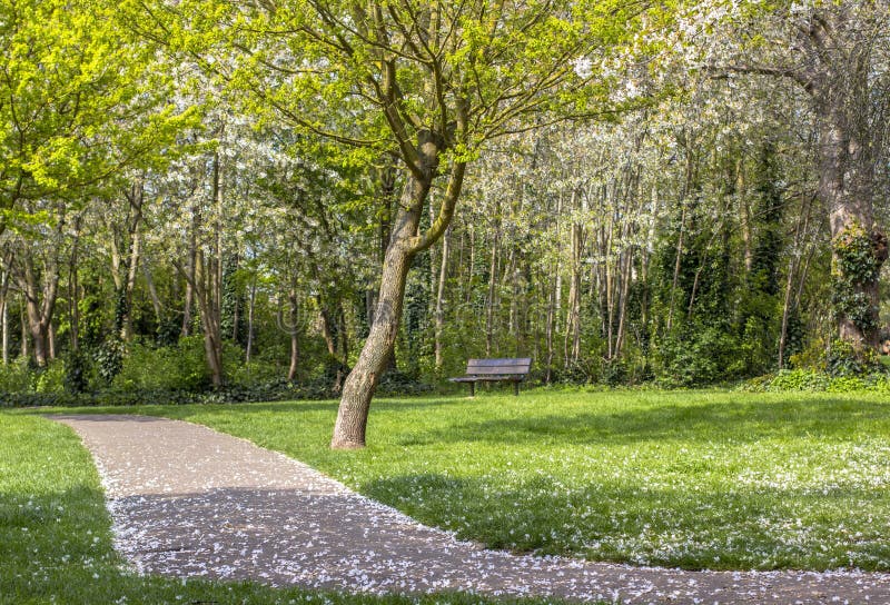 Footpath in a flowered park. Green and flowering trees. Bright gozon stock photo Footpath in a flowered park. Green and flowering trees. Bright gozon stock photo