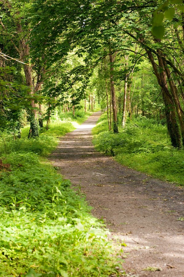 Forest path panorama stock image. Image of road, beeches - 25795025