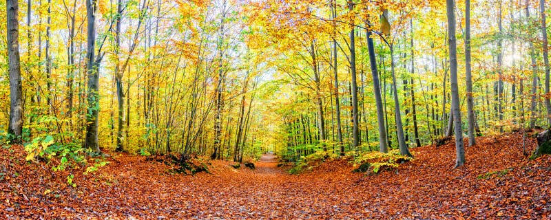 Footpath in a forest in autumn, panorama backgroung