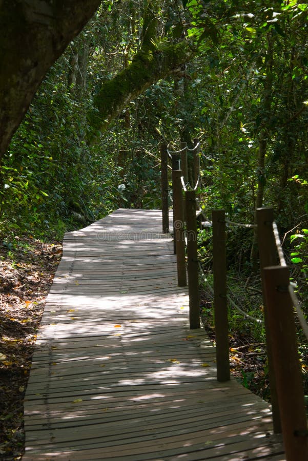 Footpath in Garden Route National Park, Tsitsikamma Section, Eastern ...