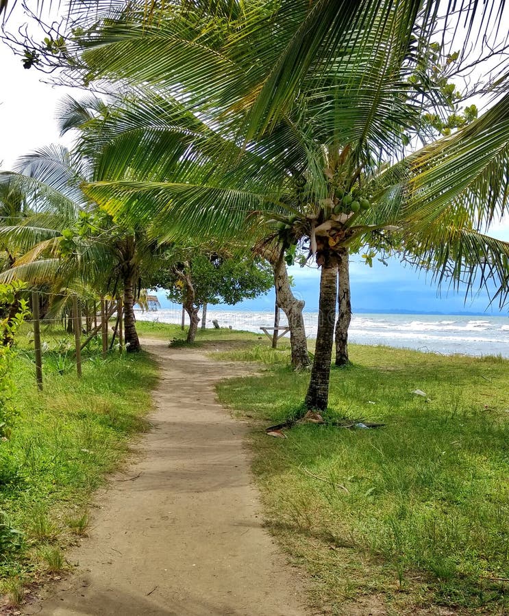 Footpath with palm trees at the edge of the sea livingston Izabal, Guatemala. holiday concept