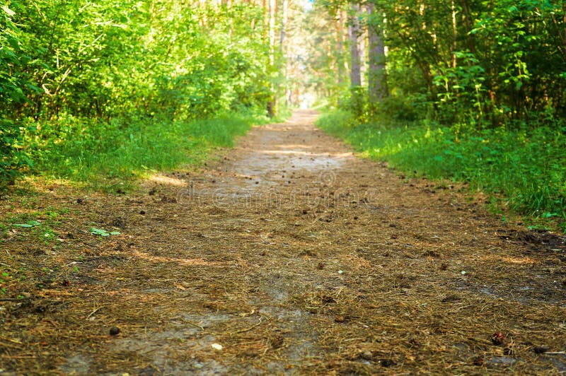 Footpath for People in the Green Forest. National Park Stock Photo