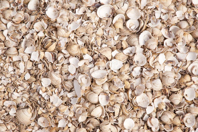 Footpath of shell stock images