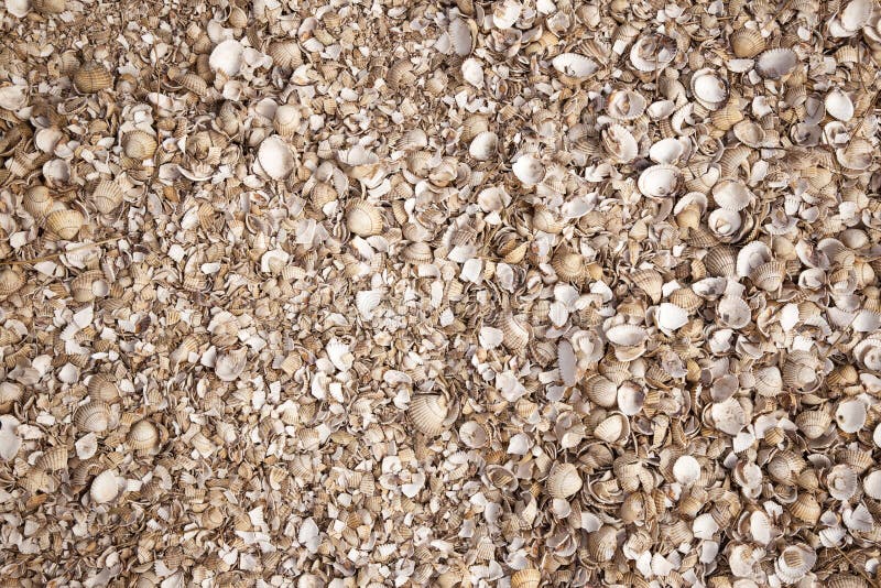Footpath of shell. Background image of many seashells on the ground