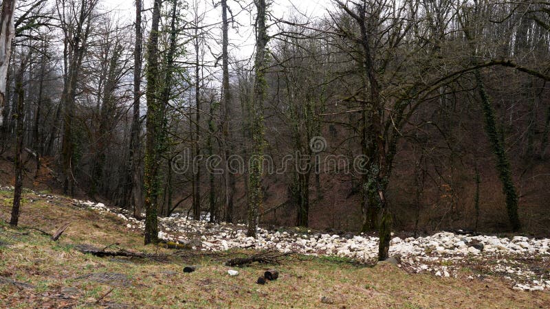 Footpath w jesień lesie z prostymi bagażnikami zakrywającymi z bluszczem na popielatym nieba tle Akcyjny materia? filmowy Mechaci obraz royalty free Footpath w jesień lesie z prostymi bagażnikami zakrywającymi z bluszczem na popielatym nieba tle Akcyjny materia? filmowy Mechaci obraz royalty free